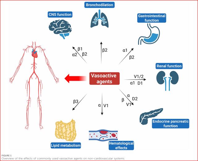 Обзор «Beyond the heart: a review exploring non-cardiovascular effects of vasoactive agents»: (не сердечно-сосудистые эффекты вазоактивных лекарственных средств).