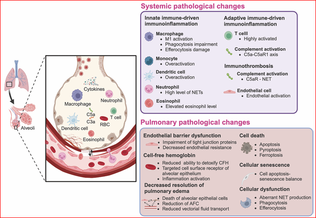 Обзор"Advances in acute respiratory distress syndrome: focusing on heterogeneity, pathophysiology, and therapeutic strategies" (Ma et al., 2025)